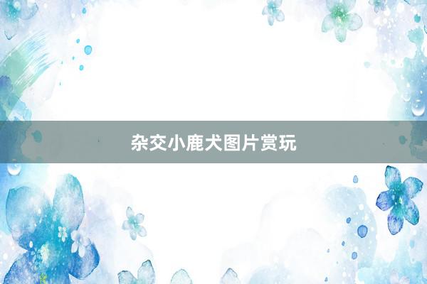 杂交小鹿犬图片赏玩